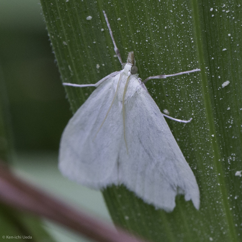 iNaturalist observation photo of Crambid Snout Moths