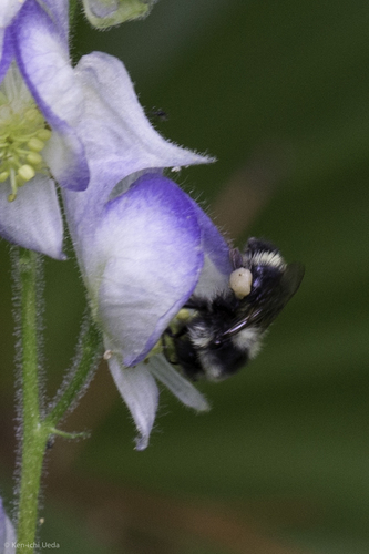 iNaturalist observation photo of Pyrobombus