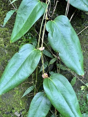Smilax ocreata
