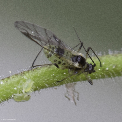 iNaturalist observation photo of Macrosiphini