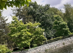 Chroicocephalus ridibundus