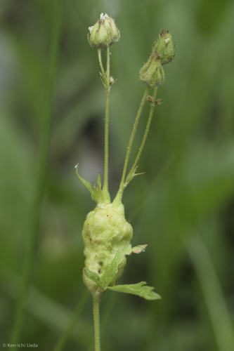 iNaturalist observation photo of Insects
