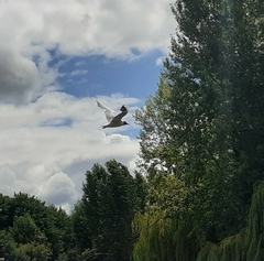 Chroicocephalus ridibundus