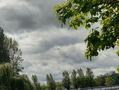 Chroicocephalus ridibundus