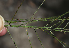 Digitaria parviflora