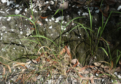 Digitaria parviflora