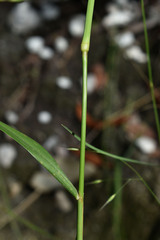 Digitaria parviflora