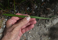 Digitaria parviflora