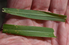 Digitaria parviflora