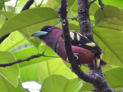 Eurylaimus javanicus