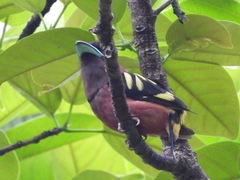 Eurylaimus javanicus