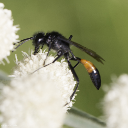 iNaturalist observation photo of Cutworm Wasps