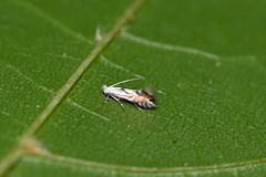Phyllonorycter rajella