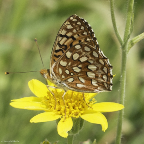 iNaturalist observation photo of Argynnis hesperis irene