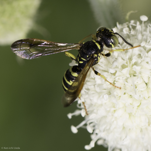 iNaturalist observation photo of Typical Weevil Wasps and Allies