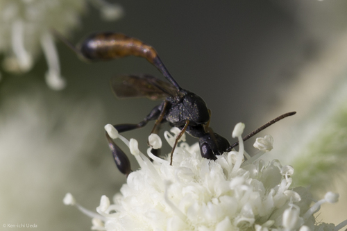 iNaturalist observation photo of Gasteruption