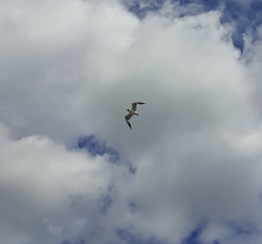 Chroicocephalus ridibundus