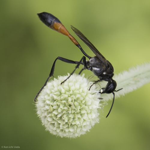 iNaturalist observation photo of Thread-waisted Sand Wasps