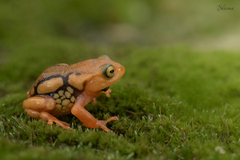 Raorchestes resplendens