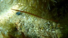 Stigmatopora narinosa