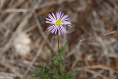 Brachyscome ciliaris ciliaris