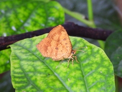 Lepidoptera