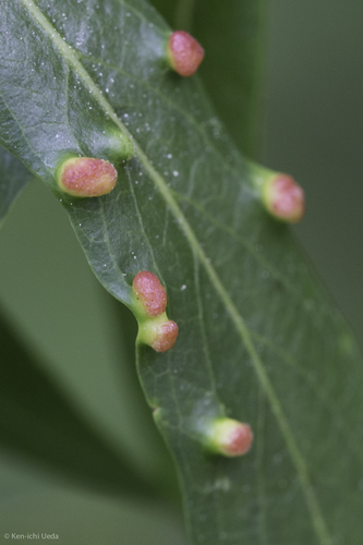 iNaturalist observation photo of Sawflies, Horntails, and Wood Wasps