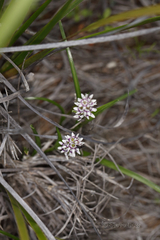 Wurmbea dioica