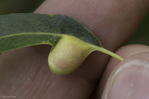 iNaturalist observation photo of Sawflies, Horntails, and Wood Wasps
