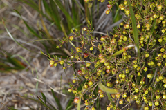 Dodonaea hexandra