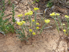 Rhodanthe moschata