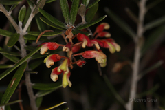 Grevillea aspera