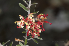 Grevillea aspera