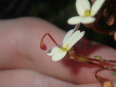 Stylidium hispidum