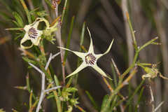 Anthocercis anisantha collina