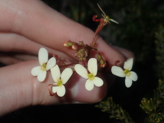 Stylidium hispidum