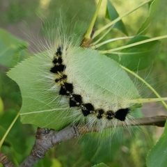 Acronicta major