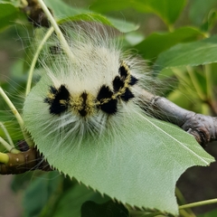Acronicta major