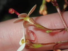 Stylidium hispidum