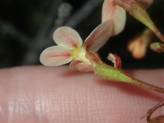 Stylidium hispidum
