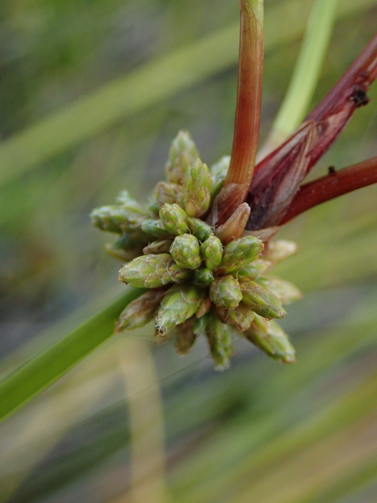 Isolepis prolifera