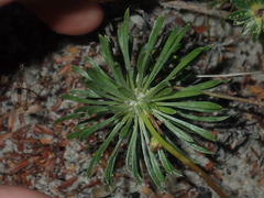 Stylidium hispidum