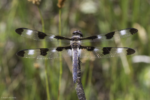 iNaturalist observation photo of Twelve-spotted Skimmer
