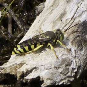 iNaturalist observation photo of Stictiellina
