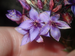 Calytrix sapphirina