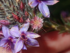 Calytrix sapphirina