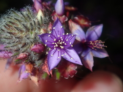 Calytrix sapphirina