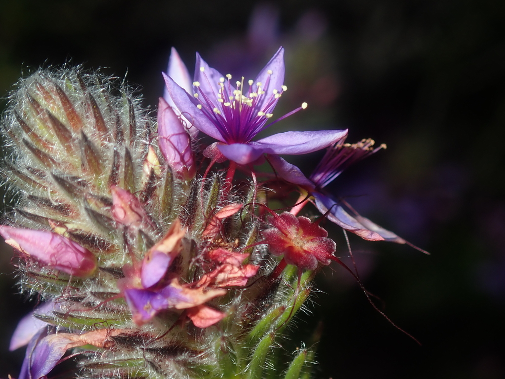 Calytrix sapphirina