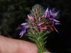 Calytrix sapphirina
