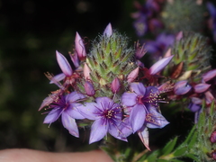 Calytrix sapphirina
